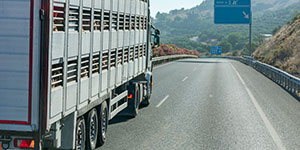 CDL Truck Driving Jobs for Livestock